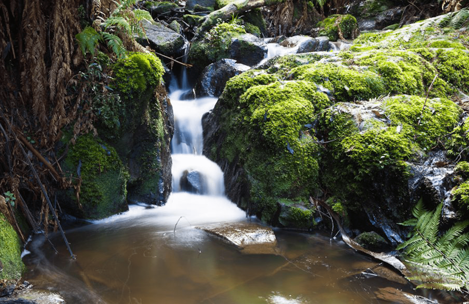 Yarra Valley And Dandenong Ranges Scenic Day Tour With Lunch – Wine Hop ...